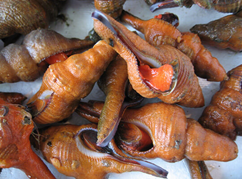 赤西貝 コナガニシ バイヤーズキッチン